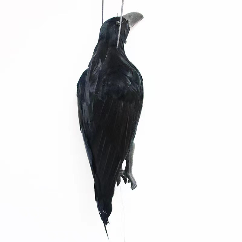 鳥